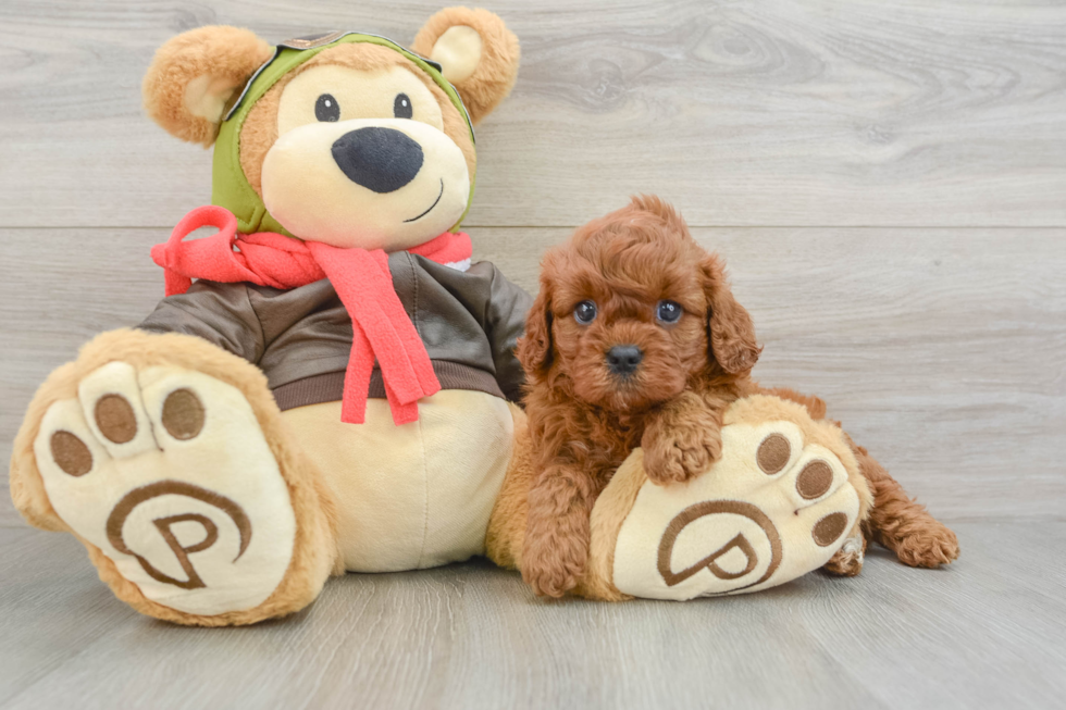 Friendly Cavapoo Baby