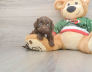 7 week old Cavapoo Puppy For Sale - Pilesgrove Pups