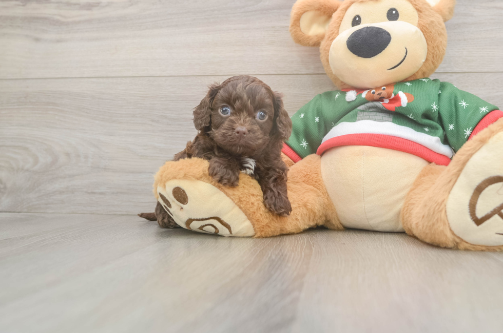 5 week old Cavapoo Puppy For Sale - Pilesgrove Pups