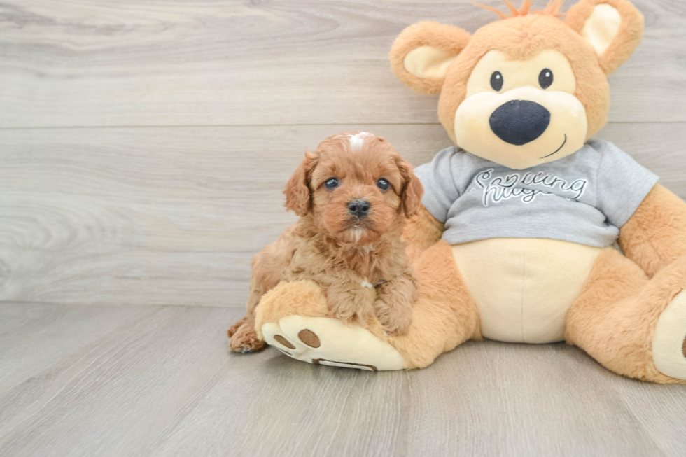 Funny Cavapoo Poodle Mix Pup