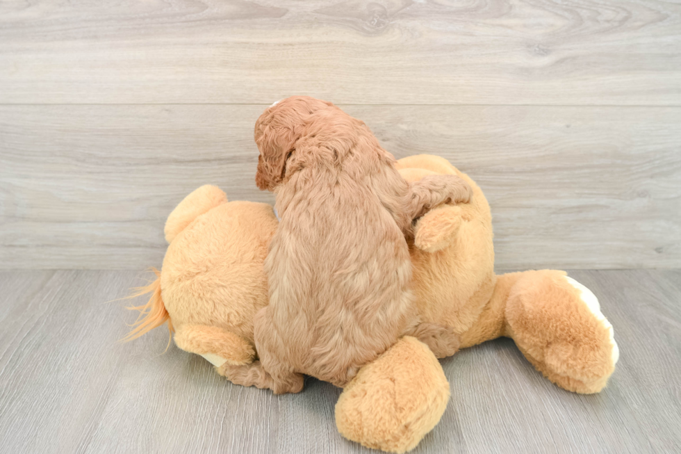 Playful Cavapoodle Poodle Mix Puppy