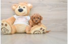 Little Cavipoo Poodle Mix Puppy