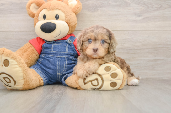 Playful Cavapoodle Poodle Mix Puppy