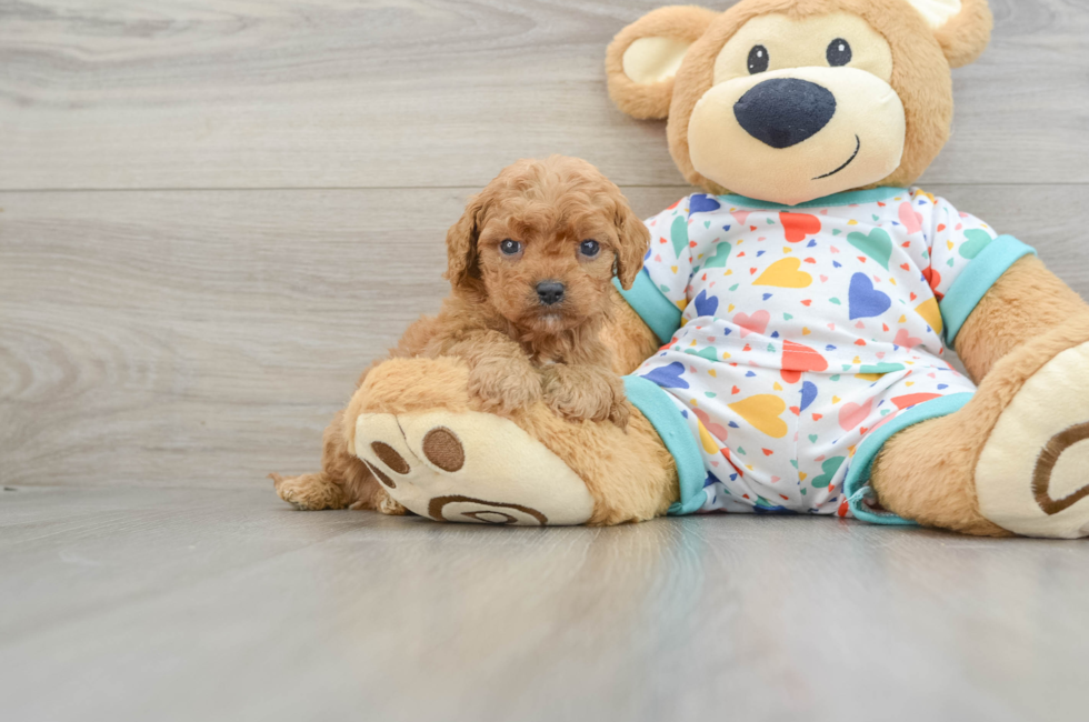 6 week old Cavapoo Puppy For Sale - Pilesgrove Pups