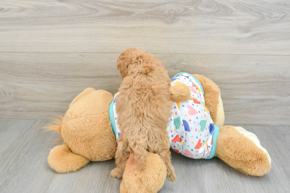 Friendly Cavapoo Baby