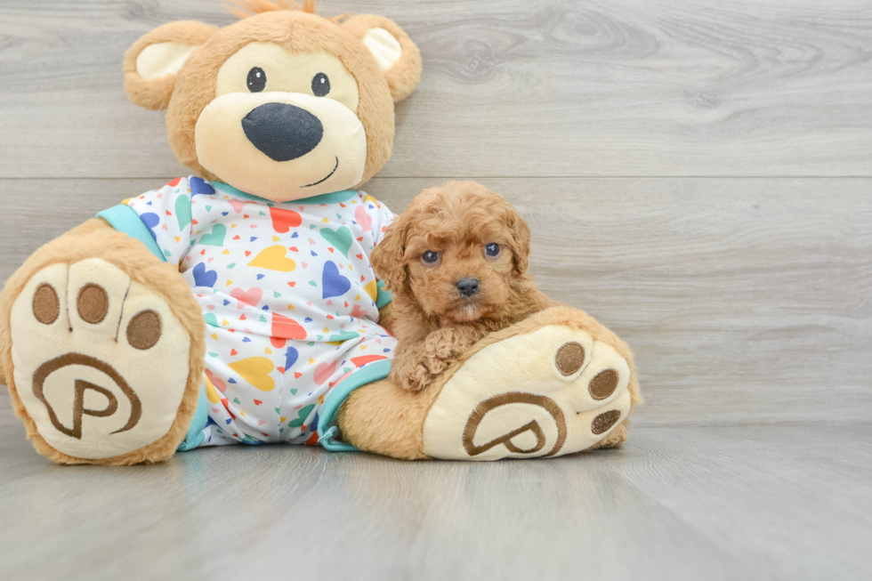 Fluffy Cavapoo Poodle Mix Pup