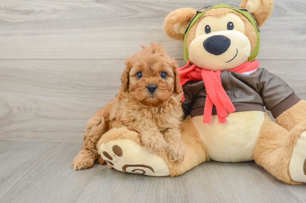 5 week old Cavapoo Puppy For Sale - Pilesgrove Pups