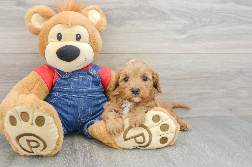 7 week old Cavapoo Puppy For Sale - Pilesgrove Pups