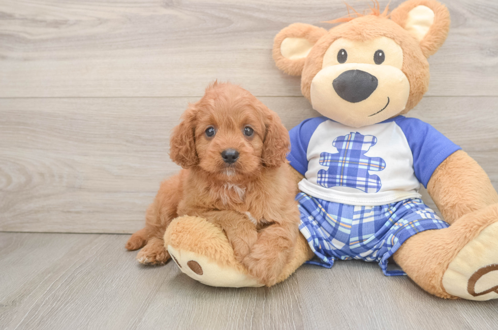 6 week old Cavapoo Puppy For Sale - Pilesgrove Pups