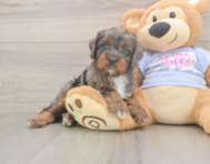 8 week old Cavapoo Puppy For Sale - Pilesgrove Pups