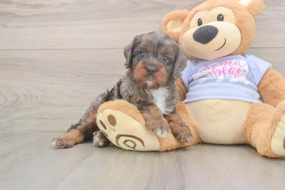 Cavapoo Pup Being Cute