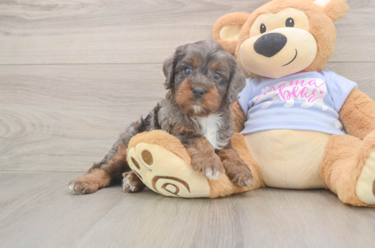 Cavapoo Pup Being Cute