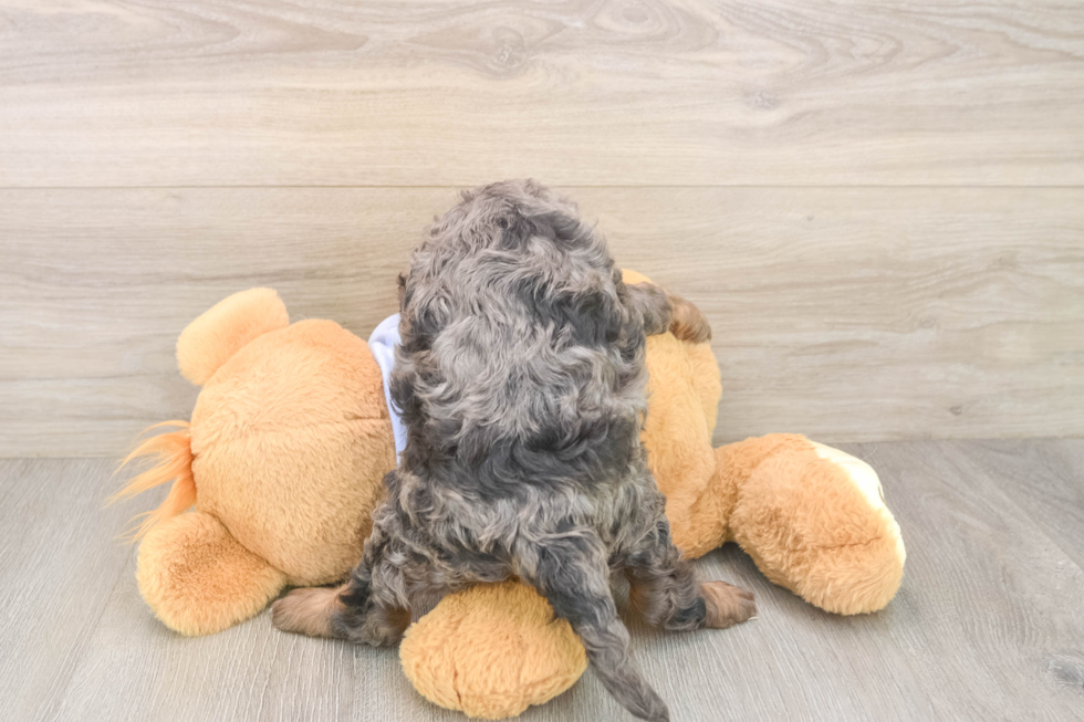Cavapoo Pup Being Cute