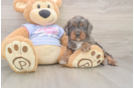 Fluffy Cavapoo Poodle Mix Pup