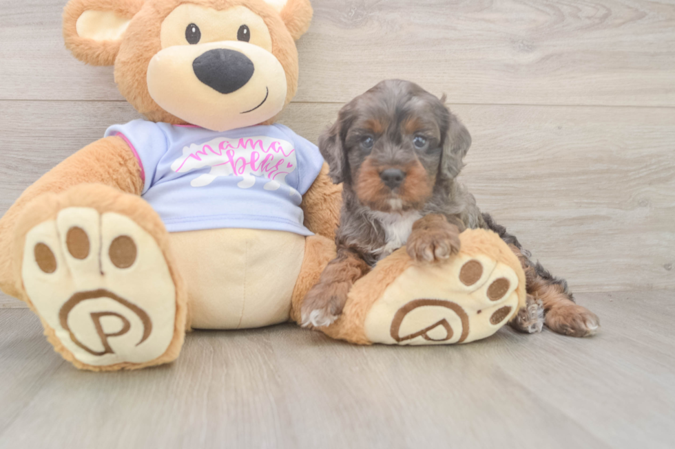 Fluffy Cavapoo Poodle Mix Pup