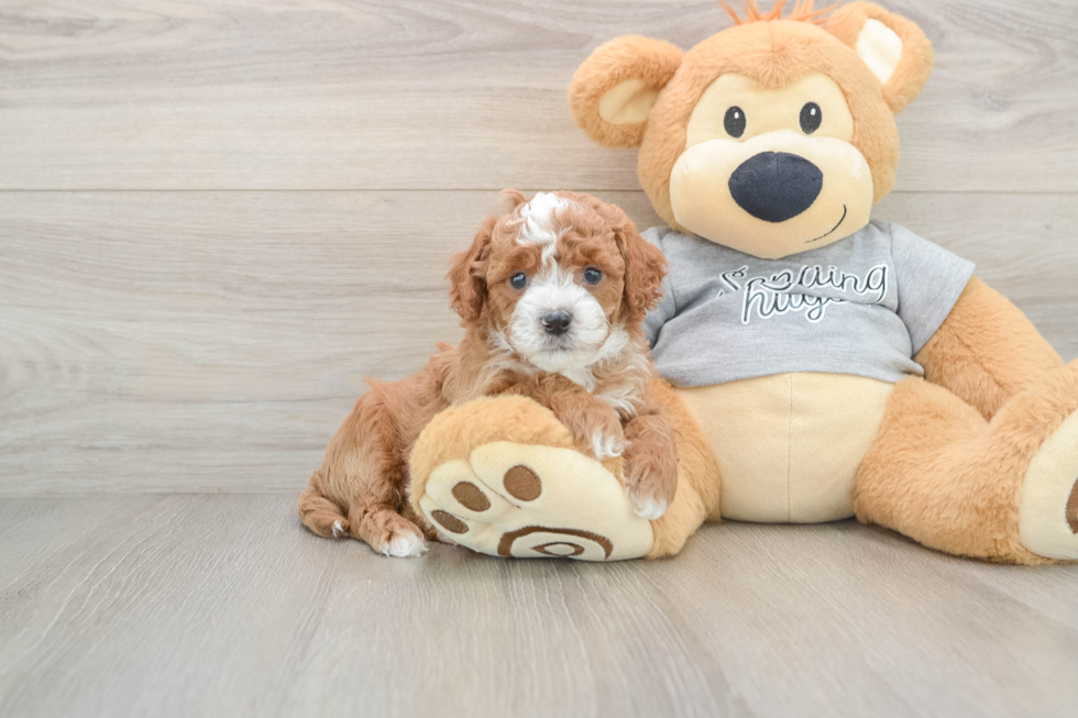 Cavapoo Puppy for Adoption