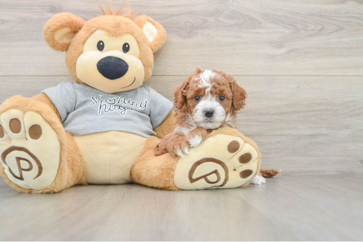Cavapoo Puppy for Adoption