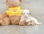 8 week old Cavapoo Puppy For Sale - Pilesgrove Pups