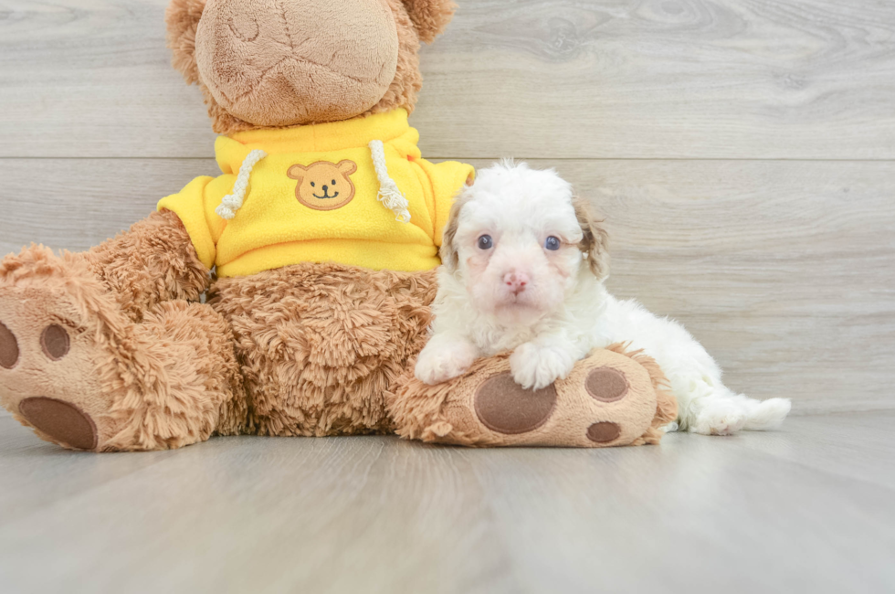 8 week old Cavapoo Puppy For Sale - Pilesgrove Pups