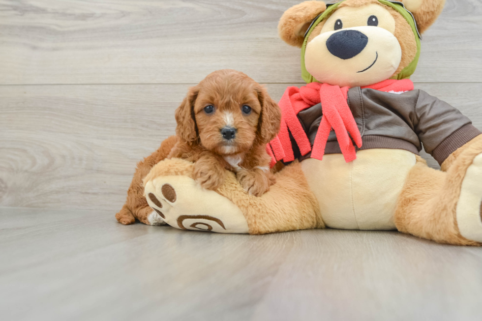 Cavapoo Pup Being Cute