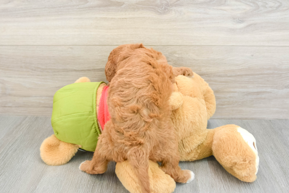 Popular Cavapoo Poodle Mix Pup