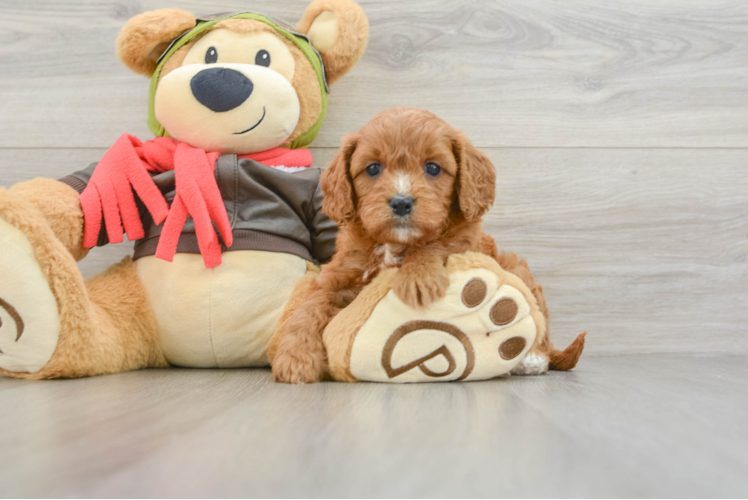 Little Cavipoo Poodle Mix Puppy