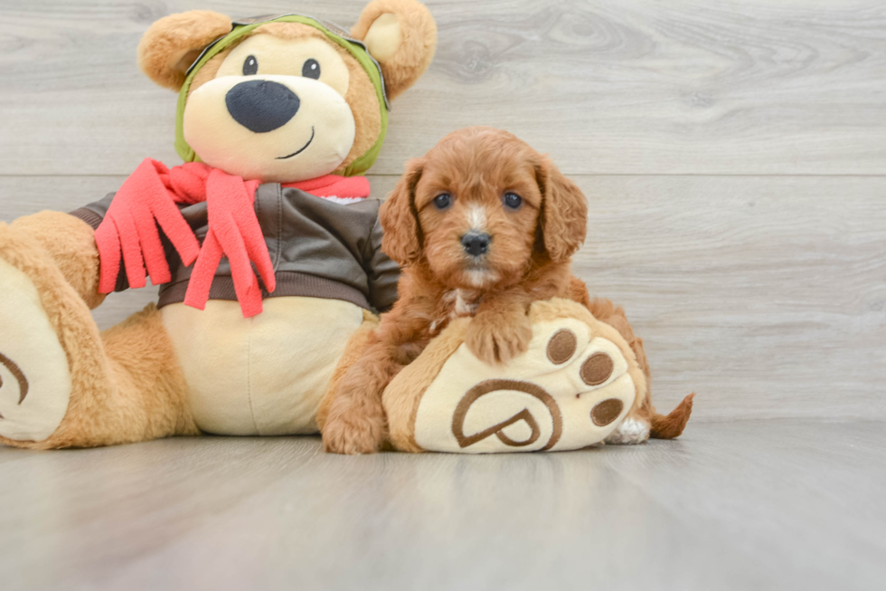 Little Cavipoo Poodle Mix Puppy
