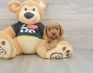 7 week old Cavapoo Puppy For Sale - Pilesgrove Pups