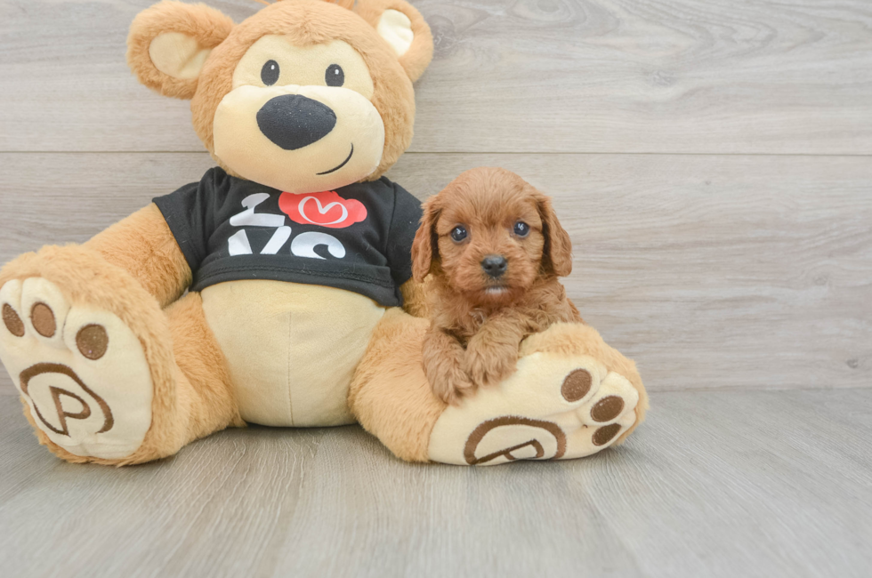 6 week old Cavapoo Puppy For Sale - Pilesgrove Pups