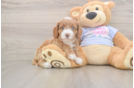 Best Cavapoo Baby