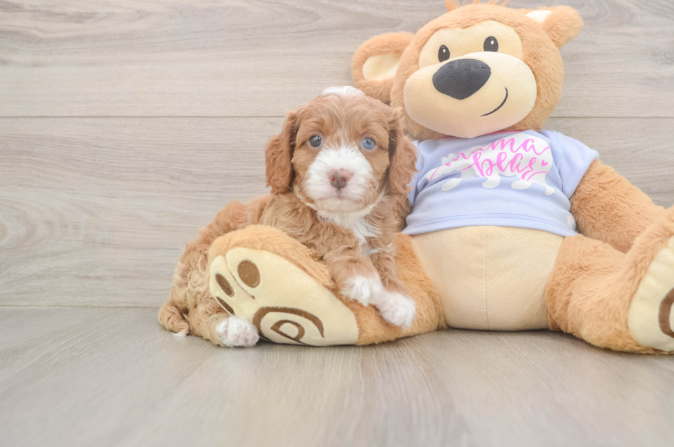 5 week old Cavapoo Puppy For Sale - Pilesgrove Pups