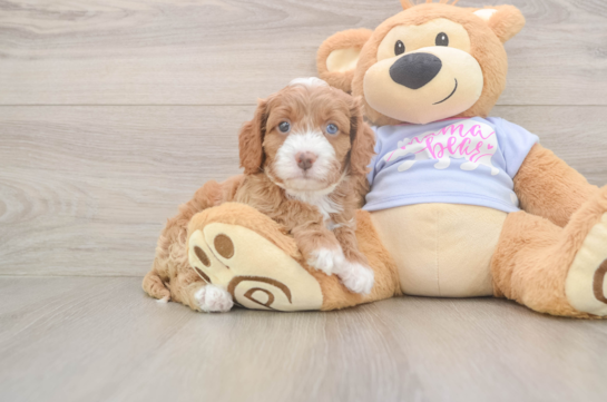 Best Cavapoo Baby