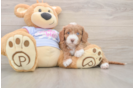 Popular Cavapoo Poodle Mix Pup