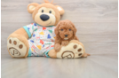 Cavapoo Puppy for Adoption
