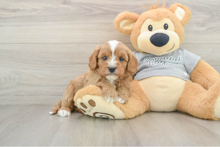 Cavapoo Puppy for Adoption