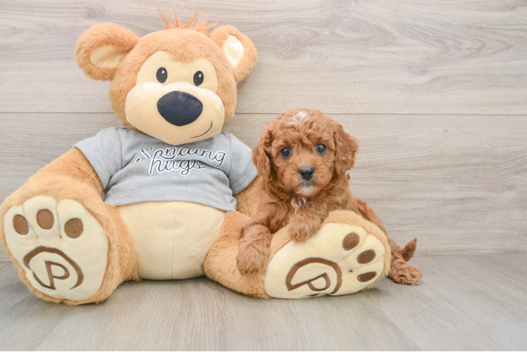 Cute Cavapoo Baby