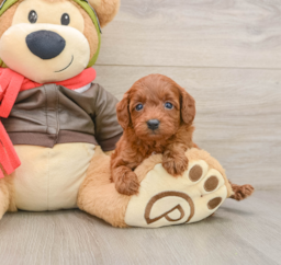7 week old Cavapoo Puppy For Sale - Pilesgrove Pups