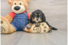 Energetic Cavoodle Poodle Mix Puppy