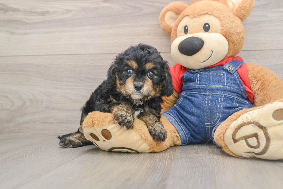 Cavapoo Pup Being Cute