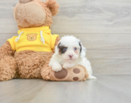 8 week old Cavapoo Puppy For Sale - Pilesgrove Pups