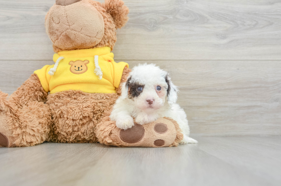 8 week old Cavapoo Puppy For Sale - Pilesgrove Pups