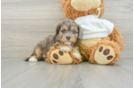 Cavapoo Puppy for Adoption