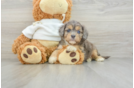 Best Cavapoo Baby