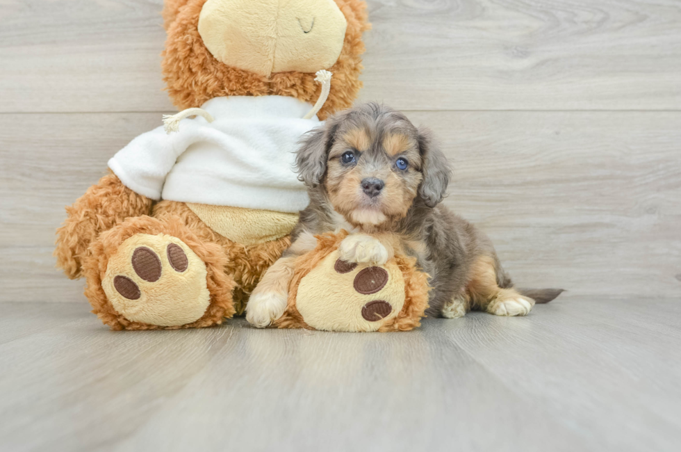 8 week old Cavapoo Puppy For Sale - Pilesgrove Pups