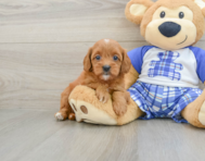 8 week old Cavapoo Puppy For Sale - Pilesgrove Pups