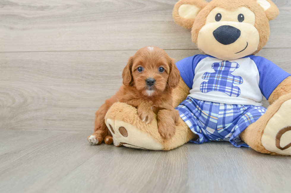 7 week old Cavapoo Puppy For Sale - Pilesgrove Pups