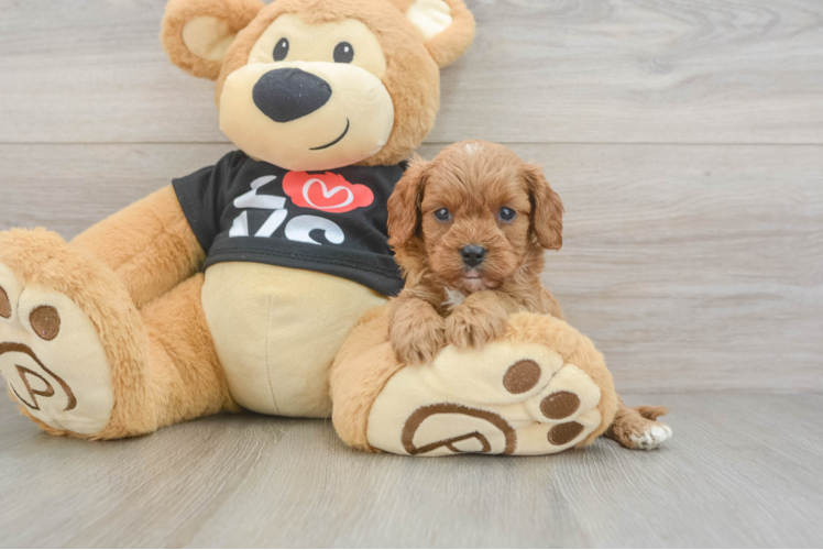 Funny Cavapoo Poodle Mix Pup