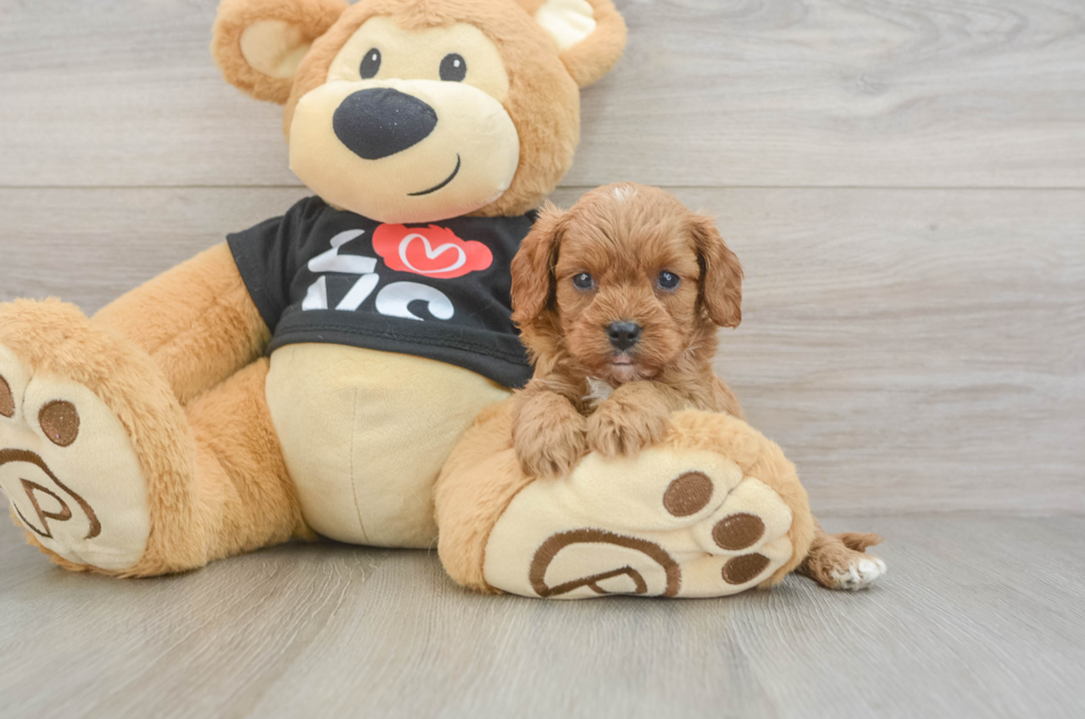 6 week old Cavapoo Puppy For Sale - Pilesgrove Pups