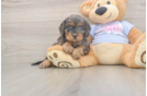Best Cavapoo Baby