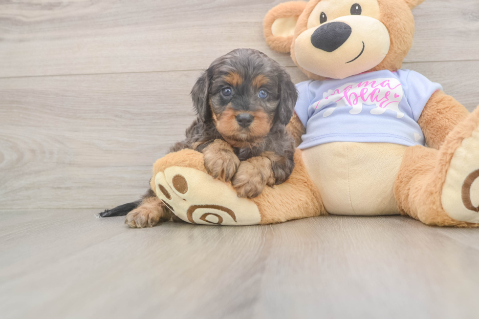 Best Cavapoo Baby